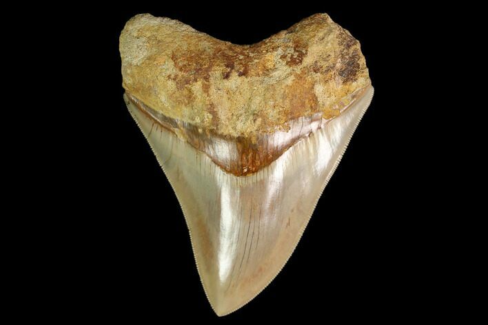 Serrated, Fossil Megalodon Tooth - Indonesia #148149
